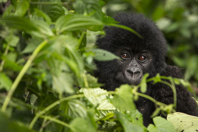 WWF "Living planet Report" 2022 Image 1